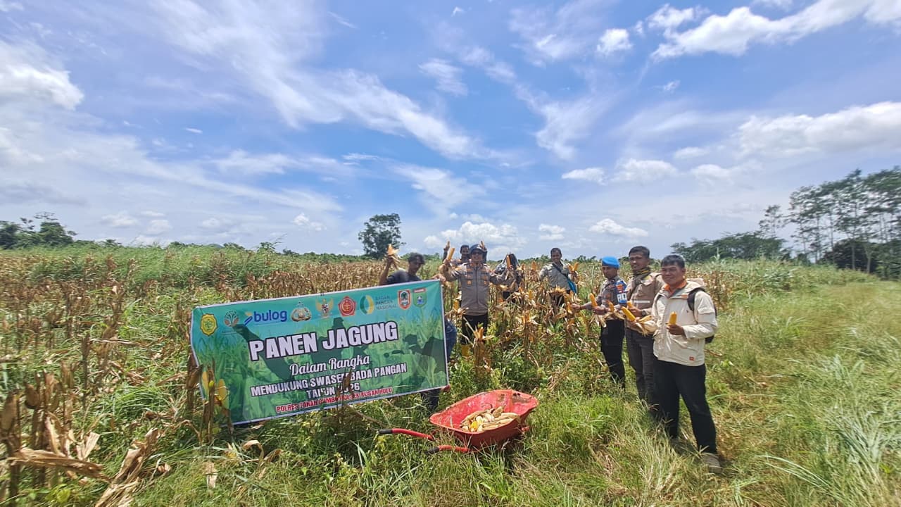 Sinergi Lintas Sektor, Desa Mangkalapi Gelar Panen Raya Jagung Pakan